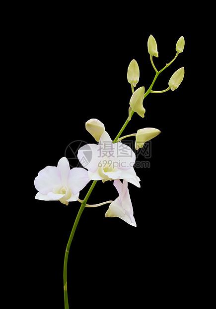 兰花热带花瓣石斛紫色花束植物群植物学绿色图片