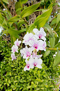 兰花植物群花瓣绿色植物学热带石斛紫色花束图片