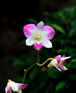 兰花热带花瓣石斛绿色植物群紫色花束植物学图片