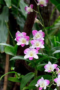 兰花花瓣植物学石斛紫色绿色植物群花束热带图片