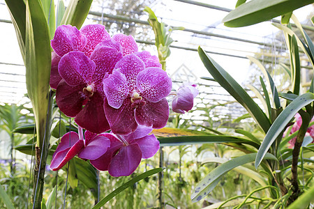 兰花热带花瓣绿色石斛粉色植物学花束植物群图片