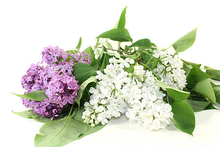 丁烯醇花束礼物花园紫色植物香味植物群季节花序白色图片