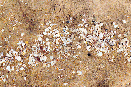 带沙的海壳气候异国晴天旅游海洋情调沙丘阳光天空贝壳图片