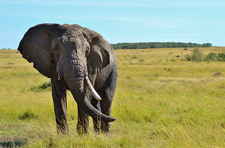 非洲大象草原濒危大草原哺乳动物物种图片