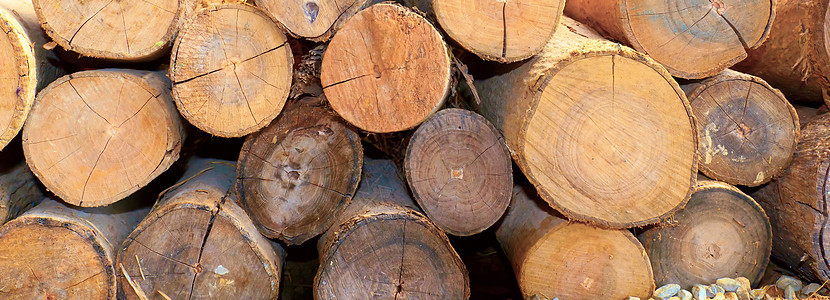 木材环境生长树桩记录棕色制造业生态材料燃料砍伐图片