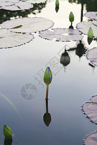 水百里叶子花园情调植物学季节公园美丽植物黄色池塘图片