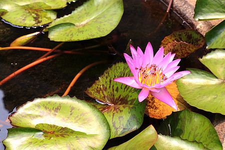 水百里美丽季节叶子绿色异国花园植物公园池塘花瓣图片