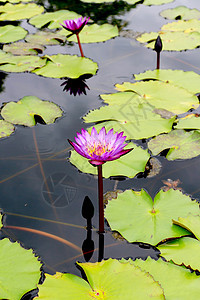 水百里花瓣荷花绿色环境植物异国紫色黄色公园百合图片
