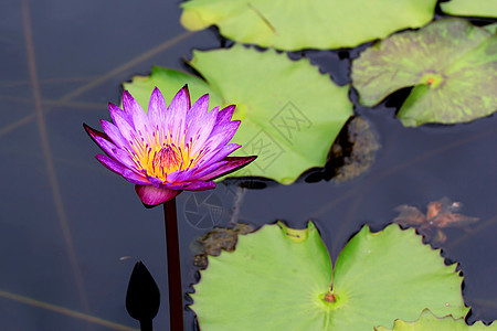 水百里绿色公园植物百合情调荷花美丽叶子花瓣黄色图片