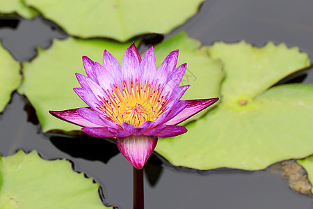 水百里美丽池塘花瓣季节植物学荷花异国花园情调紫色图片