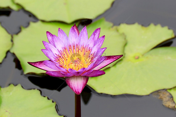 水百里美丽池塘花瓣季节植物学荷花异国花园情调紫色图片