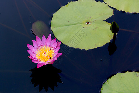 水百里季节紫色荷花花瓣绿色池塘黄色花园叶子植物学图片