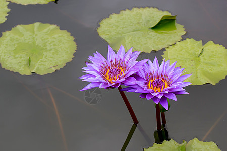 水百里荷花美丽公园百合黄色花园花瓣叶子环境季节图片