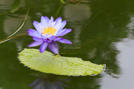 水百里叶子绿色荷花百合池塘花园公园植物学紫色环境图片