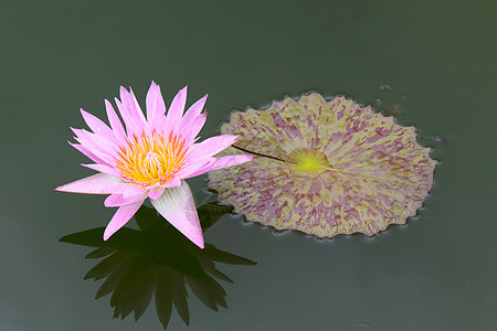 水百里池塘季节异国花瓣花园百合植物学环境黄色紫色图片