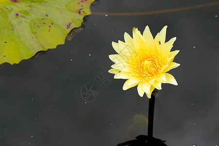 水百里季节植物学荷花异国百合叶子美丽花园植物紫色图片