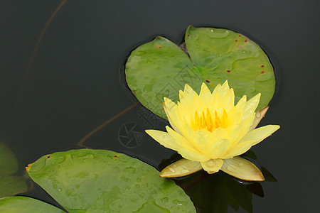 水百里植物紫色黄色异国情调花园池塘美丽植物学花瓣图片