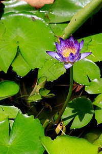 水百里紫色绿色叶子美丽花园情调黄色植物花瓣植物学图片