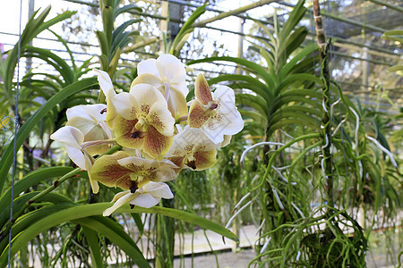 兰花花瓣紫色绿色植物学花束植物群热带石斛图片