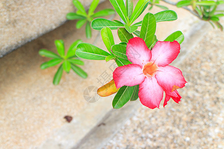 红花花生物学玫瑰叶子沙漠公园植物学花束植物花朵热带图片