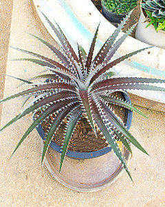 Dyckia 马尔尼耶图片