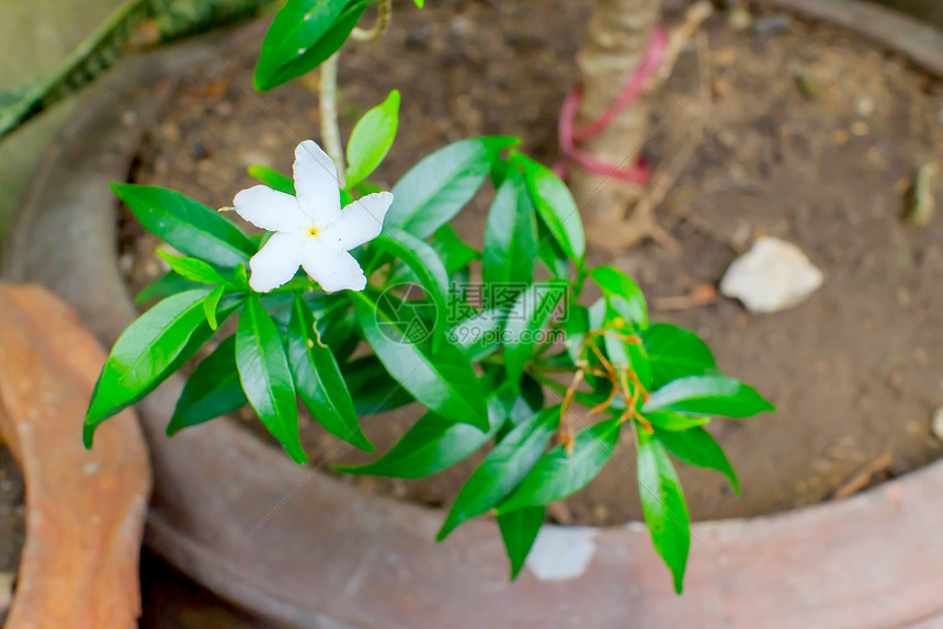 茉莉花农场生长树叶温泉季节鸽子宏观植物群晴天木头图片