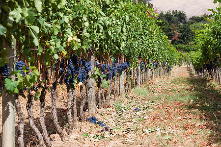 葡萄藤上成熟的葡萄串酒厂植物美丽花园浆果藤蔓收成阳光食物农场图片