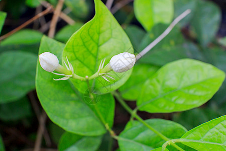 茉莉花香水花朵团体礼物植物群生长植物学花语植物花园图片