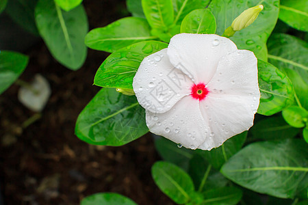 白 Periwinkle草本植物植物晴天宏观植物群紫色草地叶子热带花瓣图片