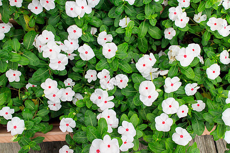 白 Periwinkle蓝色花园宏观季节植物生长草本植物平衡植物群花瓣图片