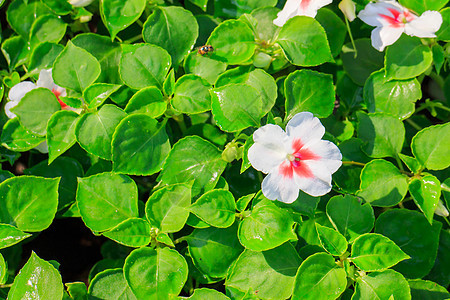 粉红 Periwinkle植物草地花瓣生长热带花园草本植物蓝色晴天叶子图片