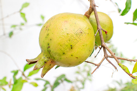 西柚树石榴晴天水果异国热带食物叶子花园气候团体营养背景
