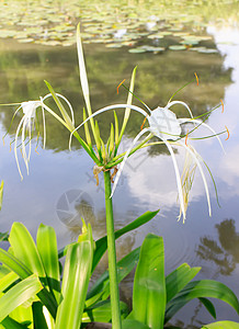 蜘蛛百合植物异国花朵处女膜植物学花园树叶灯泡园艺丛林图片