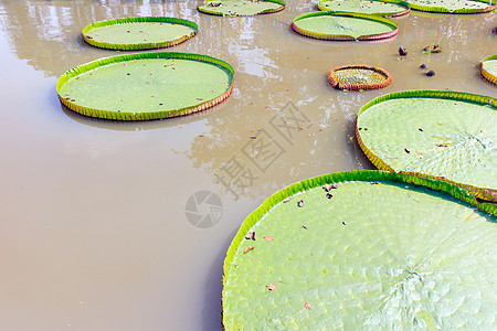 维多利亚州长木混合百合展示绿色花园池塘杂交种花朵粉色睡莲漏洞图片