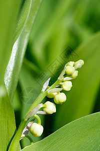 春花中闪耀着山谷的莉莉花瓣植被阳光花园植物生活植物学森林植物群公园图片