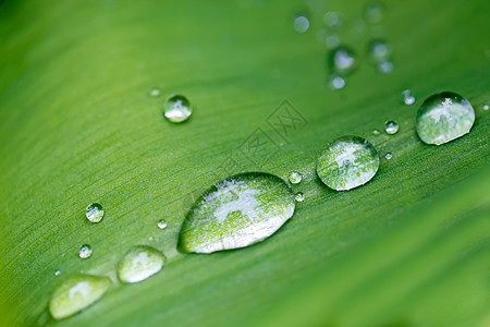 花叶上的雨滴紧闭环境宏观季节生活生态叶子飞沫植物群水滴花园图片