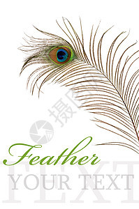 白背景孤立孔雀的羽毛金子眼睛热带尾巴情调装饰异国蓝色风格野生动物图片