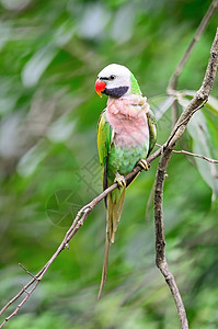 男性红胸红色翅膀森林丛林羽毛荒野热带动物鸟类野生动物绿色图片