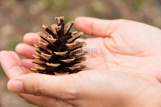 手握着雪松锥瓜宏观棕色锥体季节装潢松树种子森林图片