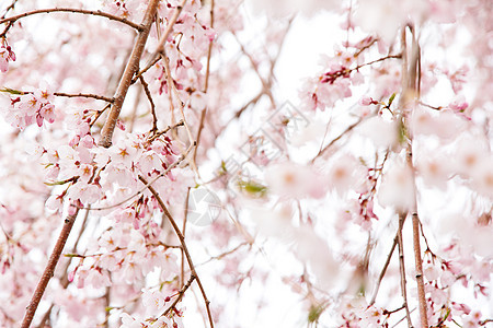 日本美丽的粉红樱花(Sakura)图片