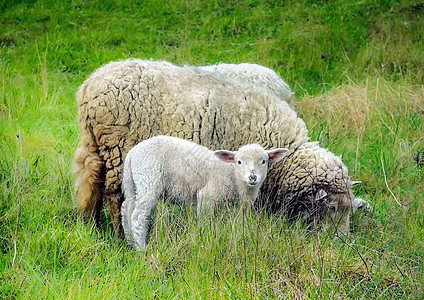 春天的羊母和羊羔图片