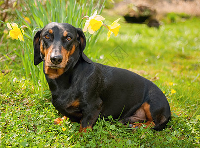 达赫肖德哺乳动物犬类乐趣耳朵草地头发宠物毛皮外套生物图片