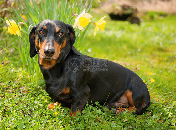 达赫肖德哺乳动物犬类乐趣耳朵草地头发宠物毛皮外套生物图片