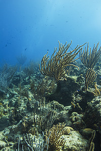 珊瑚礁潜水生态植物群蓝色热带野生动物珊瑚勘探假期浮潜者图片
