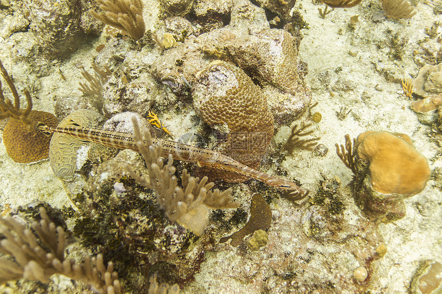 大西洋角鱼生活热带生物学水路海洋海岸海洋学动物学潜水喇叭图片