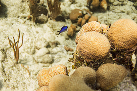 克里奥尔蓝色鹿角珊瑚壁架盐水热带学校海洋学尾巴溪流图片
