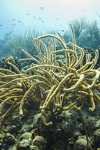 绳海绵海洋珊瑚黄色植物毛孔潜水绳索生活花园图片