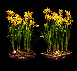 自给的花朵植物绿色黄色水仙水仙花黑色活力园艺黏土工作室图片