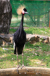 黑冠起重机动物园脖子鸟类翅膀加冕动物阳光男性野生动物金子图片
