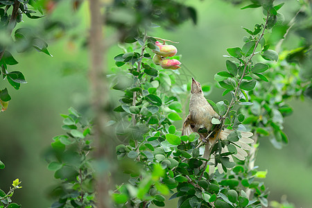 饥饿鸟食物雄性叶子金子动物荒野水果小鸟家雀图片